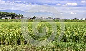 Rice paddy photo