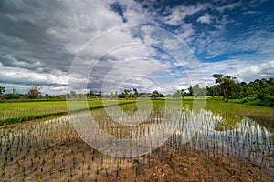 Rice Paddy Reflection Cloud