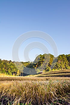 Rice paddy  Rice Field in Chiangmai, Doi Inthanon, Northern of Thailand Landscape