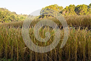 Rice paddy  Rice Field in Chiangmai, Doi Inthanon, Northern of Thailand Landscape