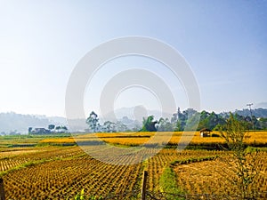 Rice paddy& x27;s field on Ciwidey, Jawa Barat, Indonesia