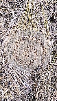 Rice paddy with straw bale