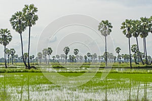 Rice paddy and sugar palm or toddy palm trees on paddy dike.