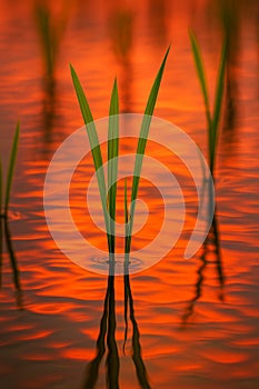 Rice Paddy Sunset AI-GENERATED