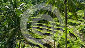 Rice paddy terraces and coconut palms at tegallang, bali photo