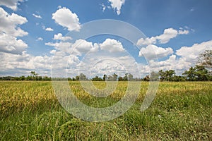 Rice paddy in thailand with blue sky with cloud in the sky noon