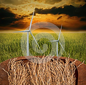 Rice paddy in wooden tray with wind turbine in rice field