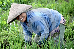 Rice Paddy Worker