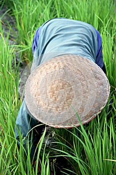 Rice Paddy Worker