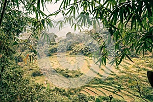 Rice paddys in the jungle of vietnam