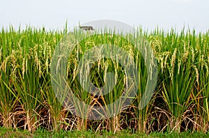 Rice Padi Field