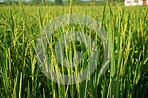 Rice panicle at flowering stage