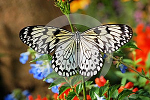 Rice Paper Butterfly