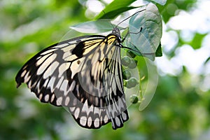 Rice Paper Butterfly