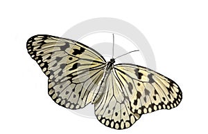 Mariposa 