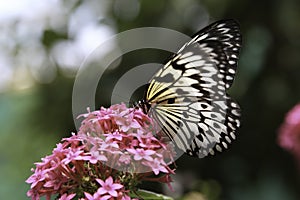 Rice Paper Butterfly