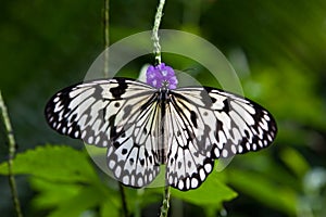 Rice Paper Butterfly