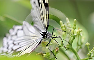 Rice Paper Butterfly