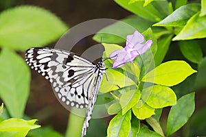 Rice paper butterfly