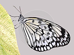 Rice Paper butterfly on a leaf