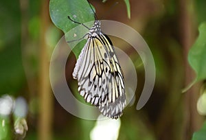 Rice Paper Butterfly in a Lush Green Garden