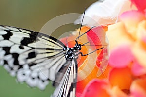 Rice Paper Butterfly