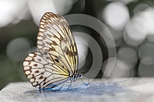 Rice paper butterfly standing on the table