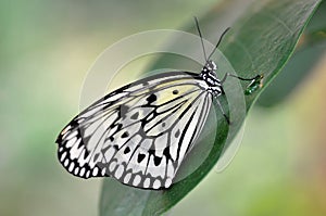 Rice Paper Butterfly with water drop
