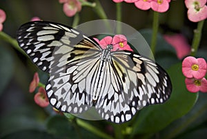 Rice paperKite Butterfly Pink Flowers