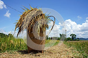 Rice papoose on the paddy field