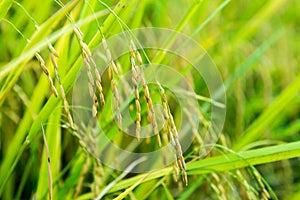 Rice plant