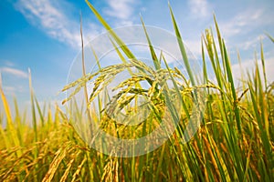 Rice plant