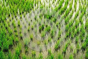 Rice plant agriculture field