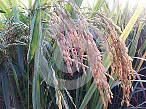 Rice plant in agriculture field food