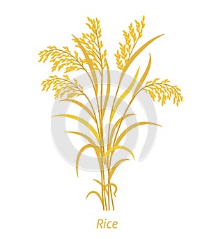 Rice plant. Bunch of orange ripe and dry grass. Oryza glaberrima. Oryza sativa. Agronomy cereal grain. Vector photo