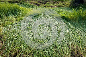 Rice plant falling down