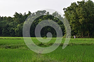 Rice plant farming under forest or natural green view