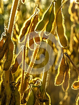 Rice plant in field on farm in Rio Grande do Sul state