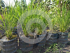 Rice plant at the galon