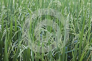 The rice plant with the green ears of rice is growing