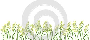 Rice plant green field. Horizontal banner. Oryza sativa. Cereal grain. Place for text. Copy space. Harvest vector