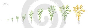 Rice plant growth stages. Development cycle. Oryza glaberrima. Oryza sativa. Cereal grain. Harvest animation progression