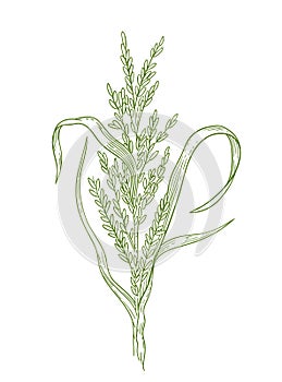 Rice plant hand drawn sketch. Oryza sativa. Agronomy cereal grain. Growing harvest. Vector agriculture illustration.