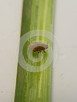 Rice plant hopper insect or Brown planthopper