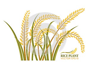 Rice plant isolate on white background vector design