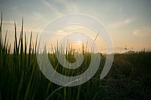 Rice plant in the morning and sunshine.