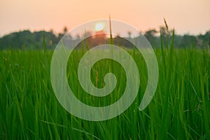 rice plant in the morning and sunshine.