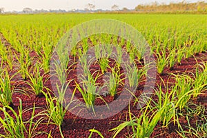 Rice plant and Mosquito fern.