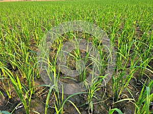 Rice plant and Mosquito fern in paddy field. photo