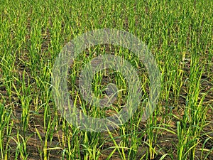 Rice plant and Mosquito fern in paddy field. photo